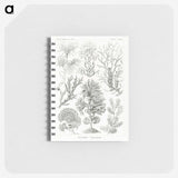 2-7_Ernst-Haeckel_memo