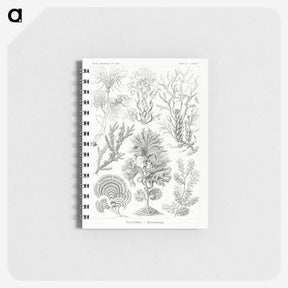 2-7_Ernst-Haeckel_memo