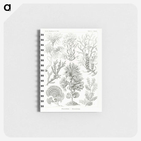 2-7_Ernst-Haeckel_memo