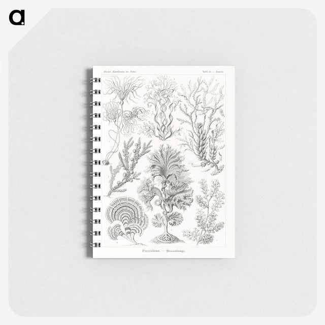 2-7_Ernst-Haeckel_memo