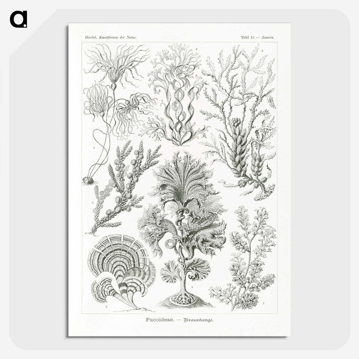 2-7_Ernst-Haeckel_picture-crop