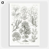 2-7_Ernst-Haeckel_picture-crop
