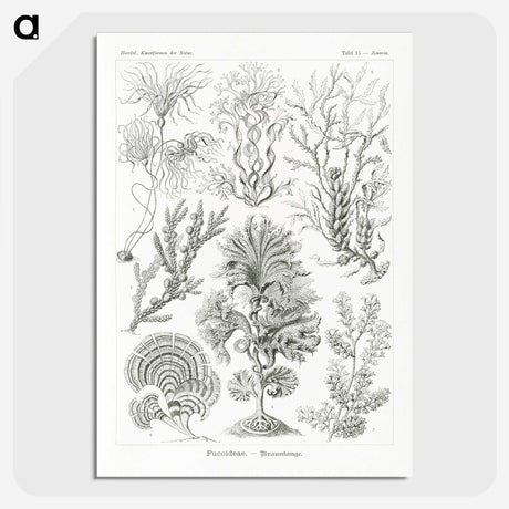 2-7_Ernst-Haeckel_picture-crop