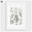 2-7_Ernst-Haeckel_picture
