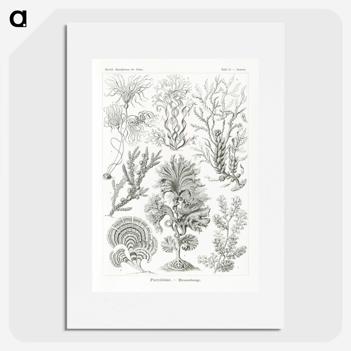 2-7_Ernst-Haeckel_picture