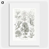 2-7_Ernst-Haeckel_picture