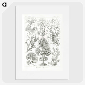 2-7_Ernst-Haeckel_picture