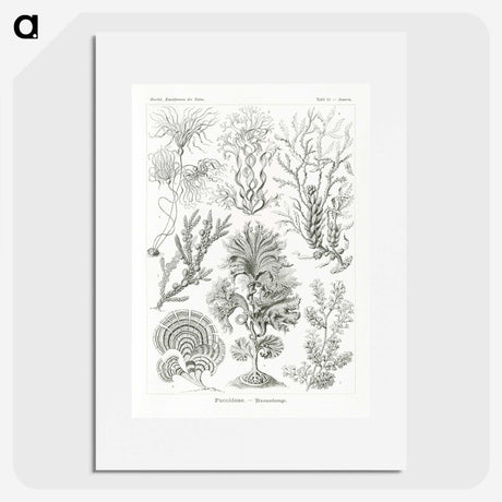 2-7_Ernst-Haeckel_picture