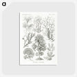 2-7_Ernst-Haeckel_postcard