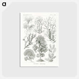 アートポストカード-Fucoideae–Brauntange - エルンスト ヘッケル Postcard.