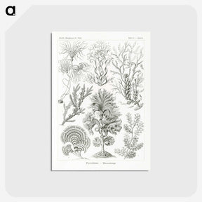 2-7_Ernst-Haeckel_postcard
