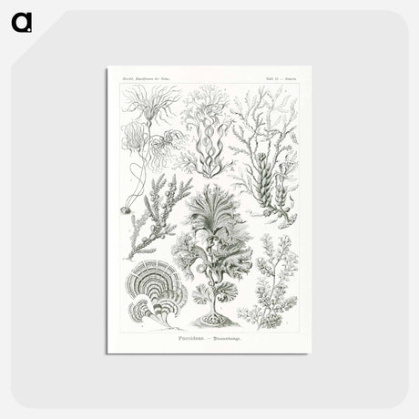 アートポストカード-Fucoideae–Brauntange - エルンスト ヘッケル Postcard.