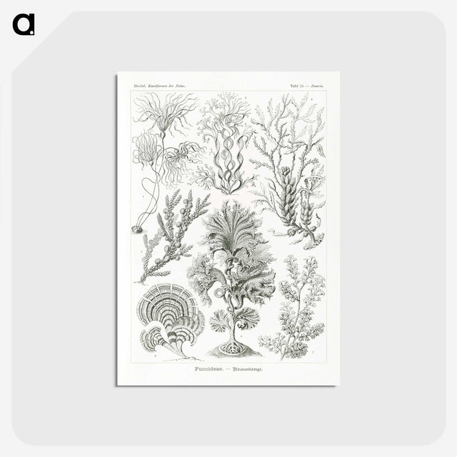 2-7_Ernst-Haeckel_postcard