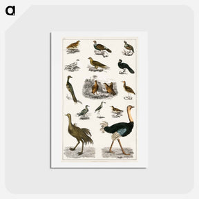 アートポストカード-Birds from Animated Nature
 - ゴールドスミスの生き生きとした自然 Postcard.
