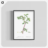 2-7_Histoire-des-Plantes-Grasses_blk-crop