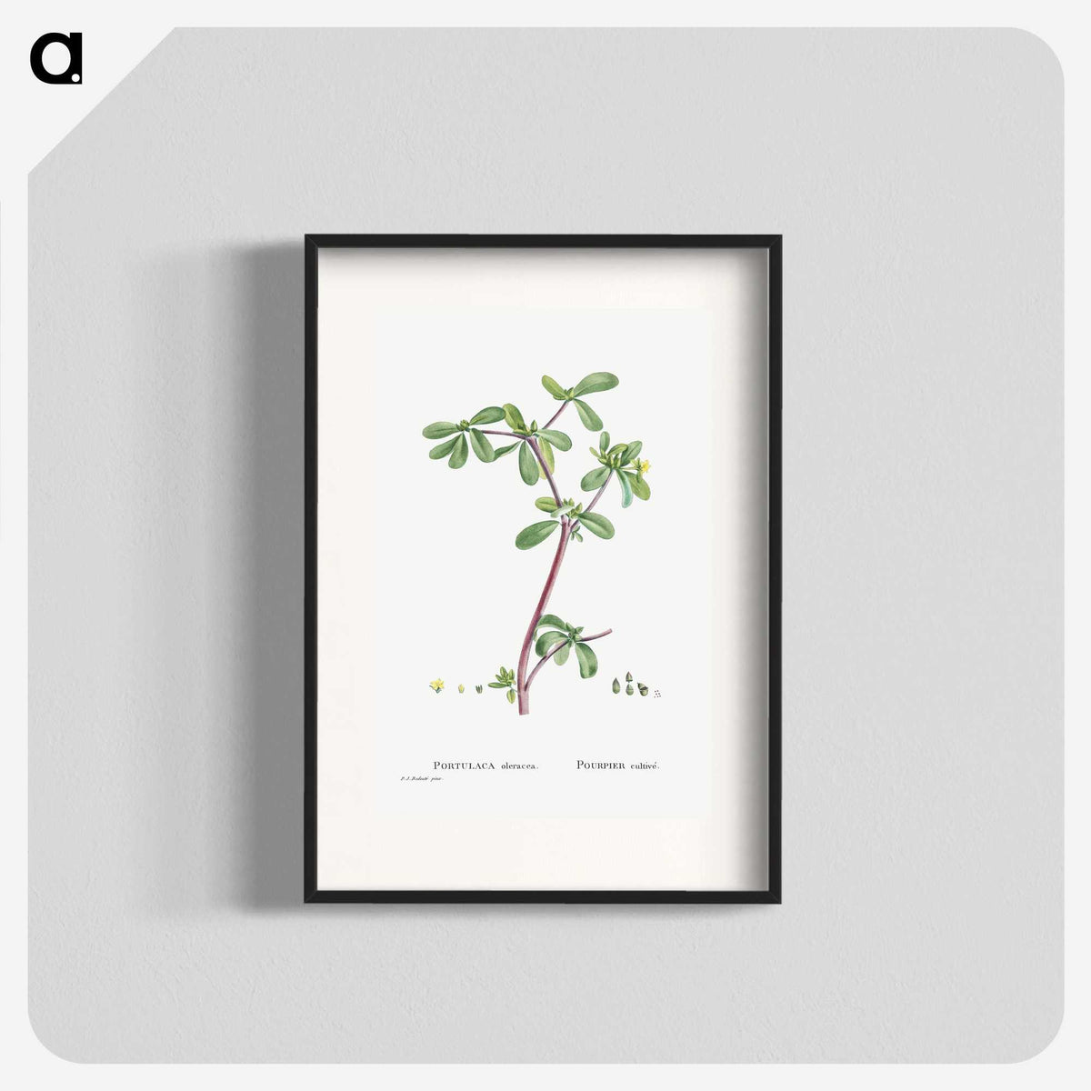 2-7_Histoire-des-Plantes-Grasses_blk