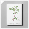 2-7_Histoire-des-Plantes-Grasses_canvas