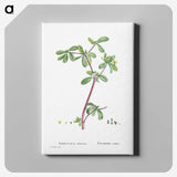 2-7_Histoire-des-Plantes-Grasses_canvas