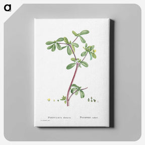 2-7_Histoire-des-Plantes-Grasses_canvas