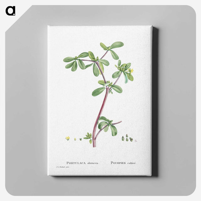 2-7_Histoire-des-Plantes-Grasses_canvas