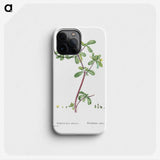2-7_Histoire-des-Plantes-Grasses_phone
