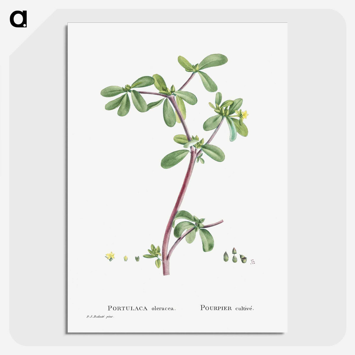 2-7_Histoire-des-Plantes-Grasses_picture-crop