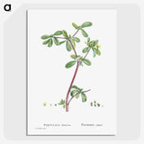 2-7_Histoire-des-Plantes-Grasses_picture-crop