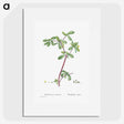 2-7_Histoire-des-Plantes-Grasses_picture