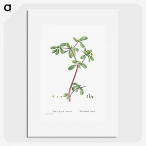 2-7_Histoire-des-Plantes-Grasses_picture