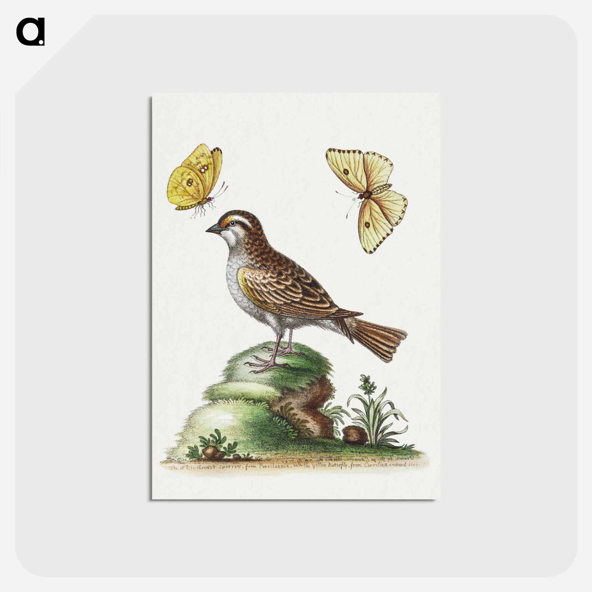 アートポストカード-2013 YP139 Location
 - ハッブル画像 Postcard.