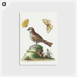 アートポストカード-2013 YP139 Location
 - ハッブル画像 Postcard.