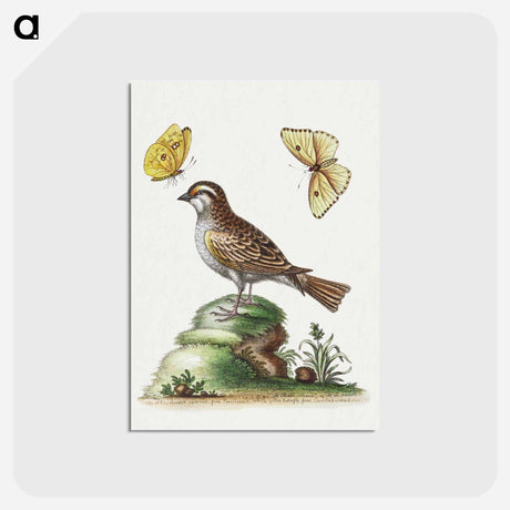 アートポストカード-2013 YP139 Location
 - ハッブル画像 Postcard.