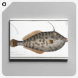 2-7_Ichtyologie-ou-Histoire-naturelle_canvas