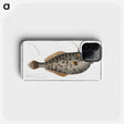 2-7_Ichtyologie-ou-Histoire-naturelle_phone