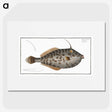 2-7_Ichtyologie-ou-Histoire-naturelle_picture