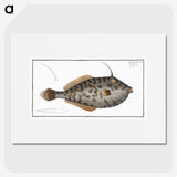 2-7_Ichtyologie-ou-Histoire-naturelle_picture