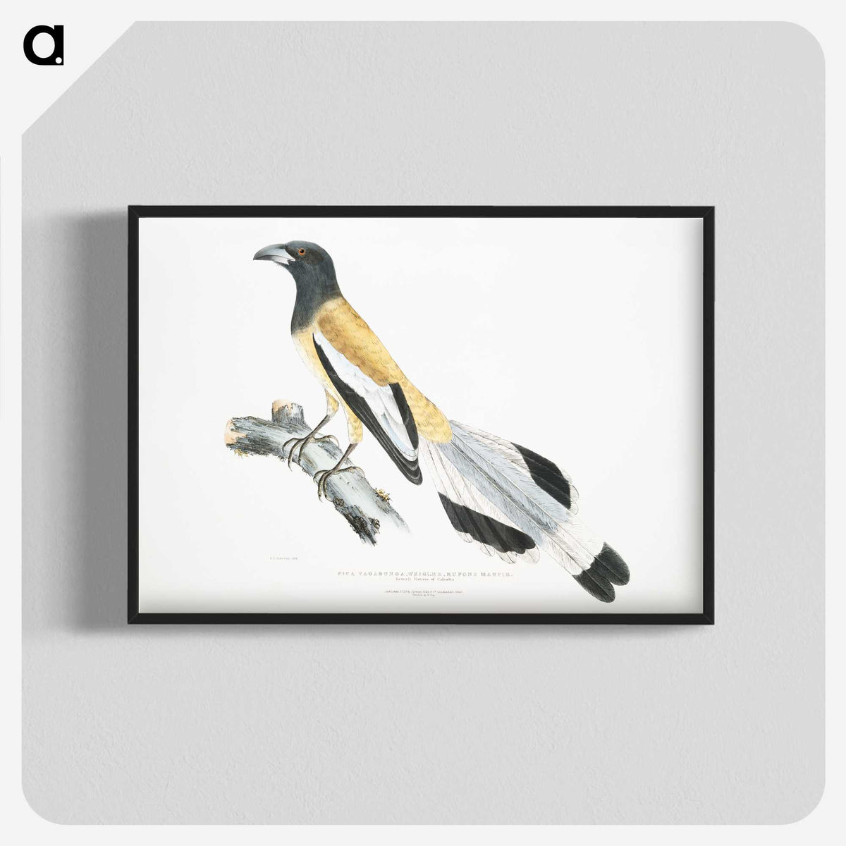 2-7_Indian-Zoology_blk-crop