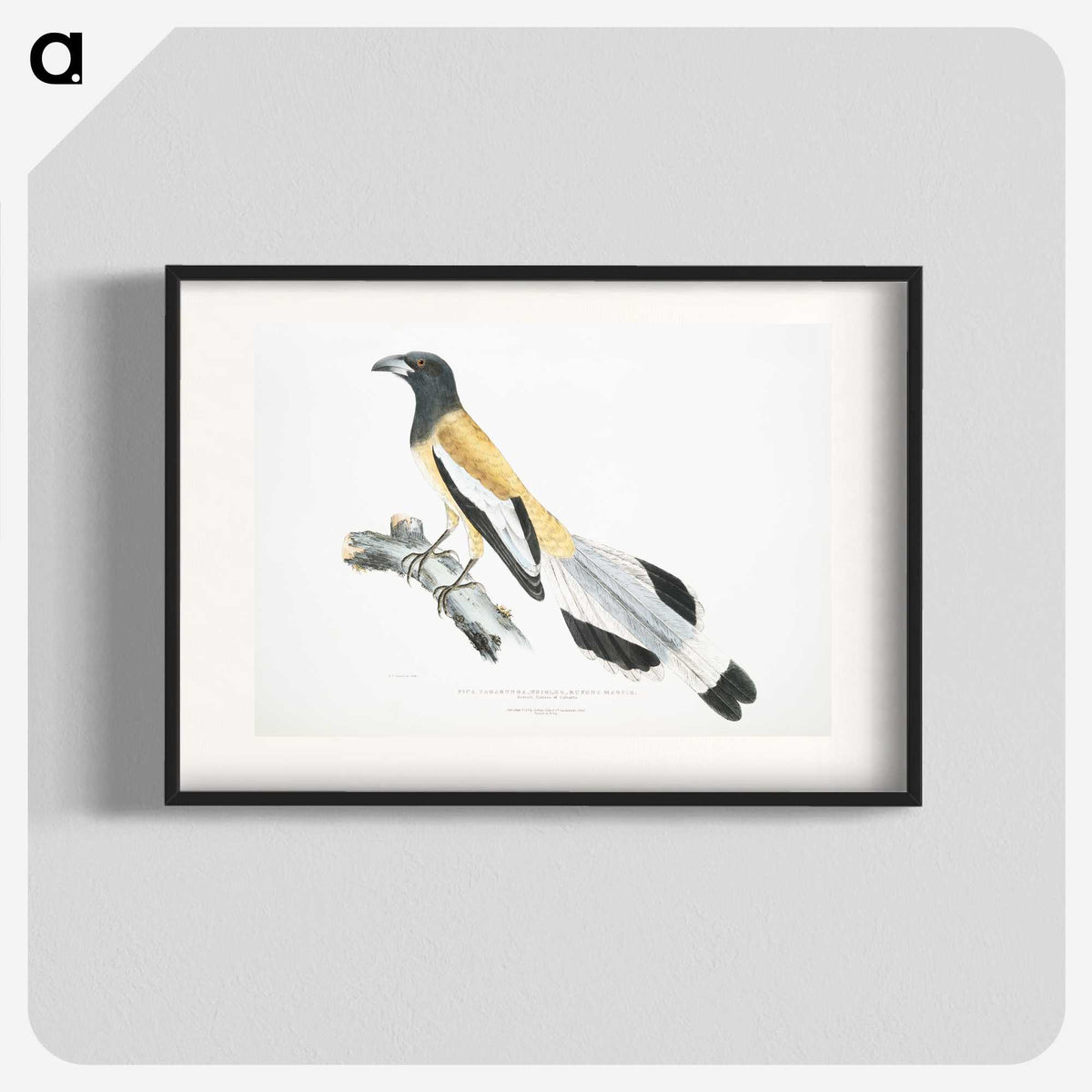 2-7_Indian-Zoology_blk