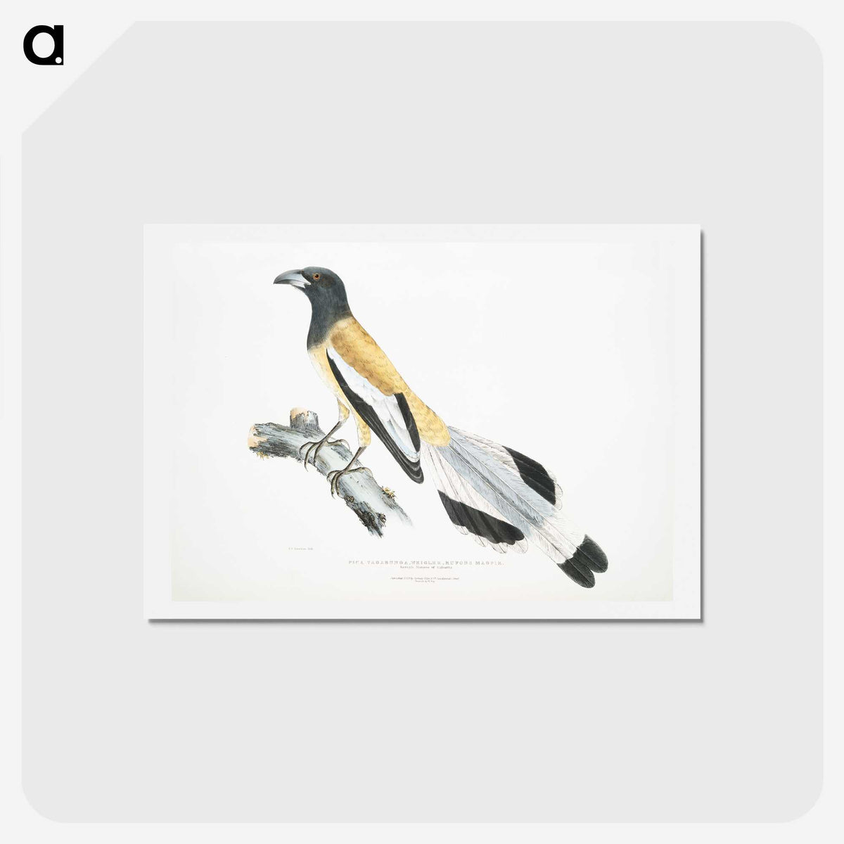 2-7_Indian-Zoology_hagaki