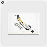 2-7_Indian-Zoology_hagaki