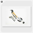 2-7_Indian-Zoology_picture