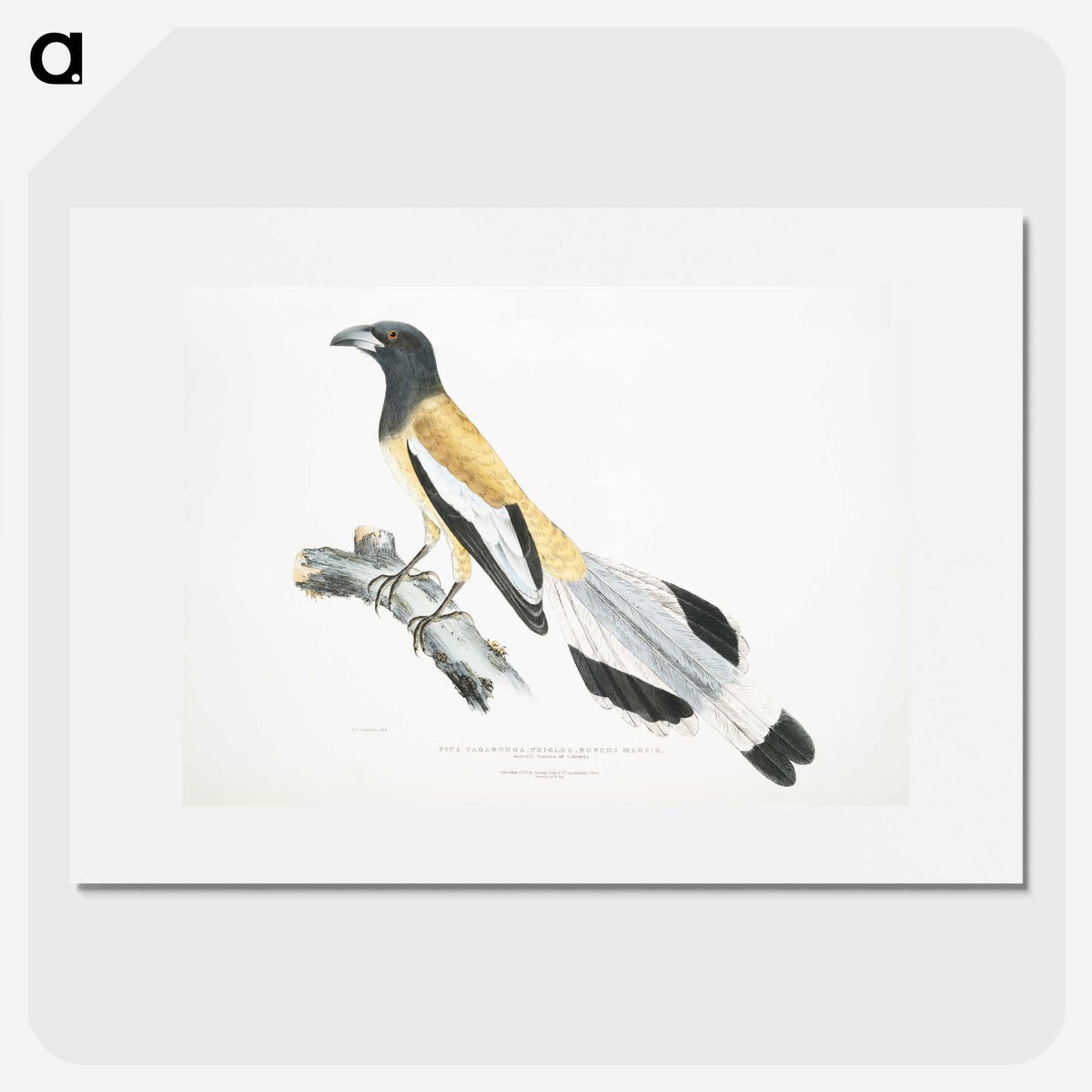 2-7_Indian-Zoology_picture