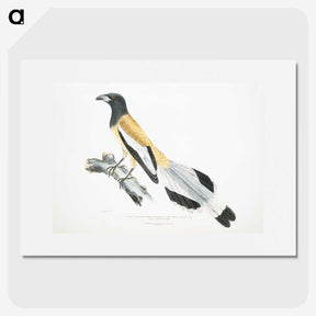 2-7_Indian-Zoology_picture