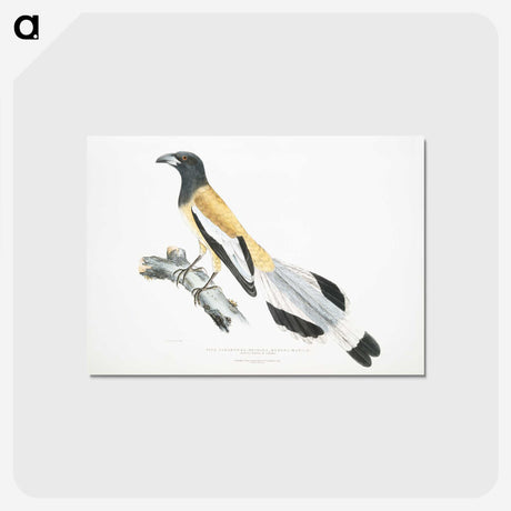 2-7_Indian-Zoology_postcard