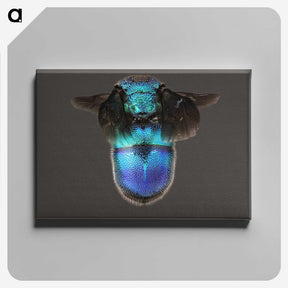 2-7_Insects-Unlocked-Project_canvas