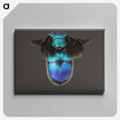 2-7_Insects-Unlocked-Project_canvas
