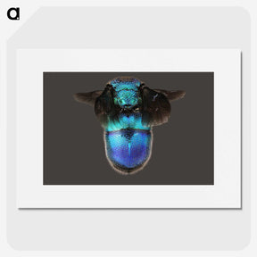 2-7_Insects-Unlocked-Project_picture