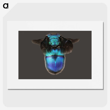 2-7_Insects-Unlocked-Project_picture