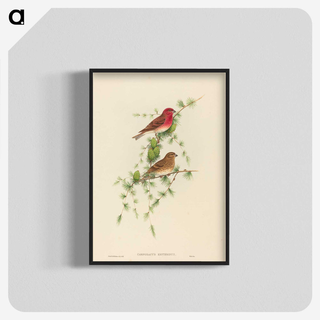 2-7_John-Gould_blk-crop