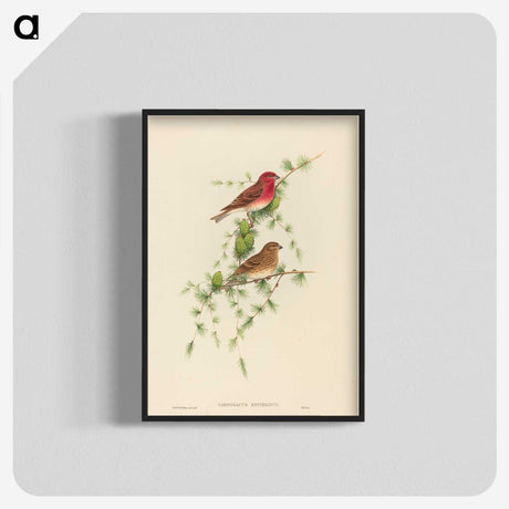 2-7_John-Gould_blk-crop
